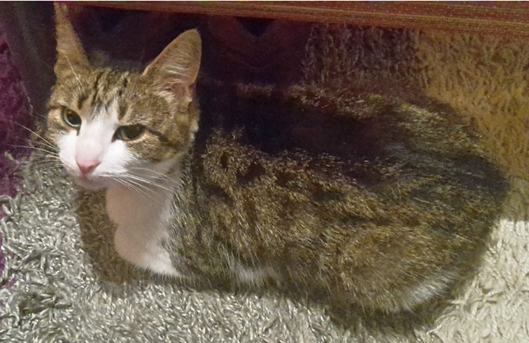 Katze Vermisst Braunschweig